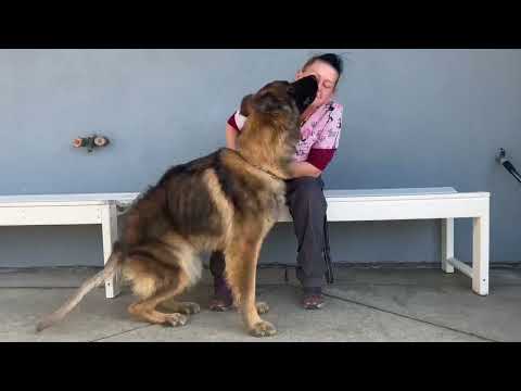 Watson von Wallen"+, an adopted German Shepherd Dog Mix in Los Angeles, CA_image-1