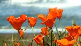 Zen Ocean Waves & Wild Flowers - Wave Sounds Only (No Music)