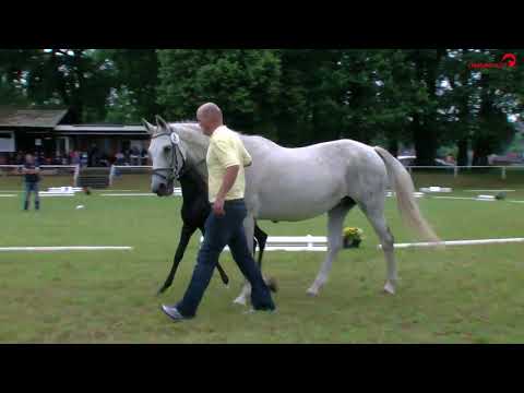 Hengstfohlen von Fürst Belissaro