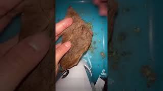 How To Roll A Backwood For Beginners THE RIGHT WAY!!!