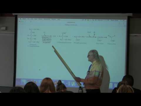 35. Ahern's BB 350 at Oregon State University - Nitrogen Metabolism