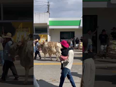 Desfile de CARRO DE BOI Congonhas do Norte #reels #traditional #festival