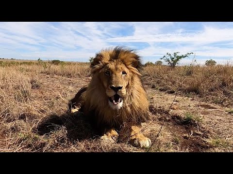Walking With Lions - Siam, Echo & Naiobi | The Lion Whisperer