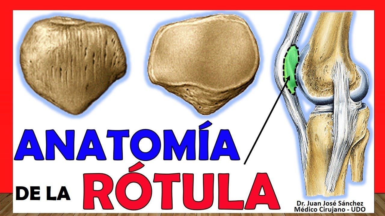 🥇 Anatomía de la RÓTULA. ¡Fácil, Rápida y Sencilla!