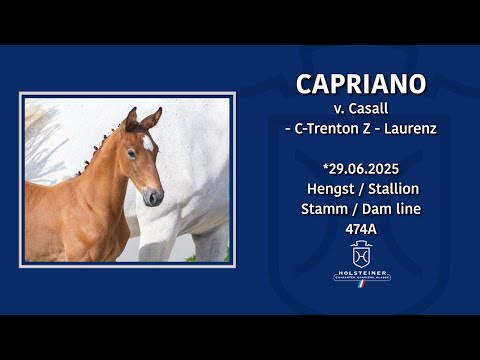 Holsteiner Fohlenmonat | Nr. 04 v. Casall - C-Trenton Z