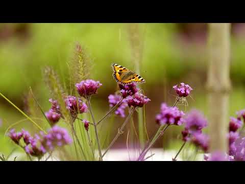 Super Garden 2024 - Episode 1 | Dulux Paints Ireland