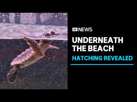 Scientists reveal loggerhead turtles hatching | ABC News