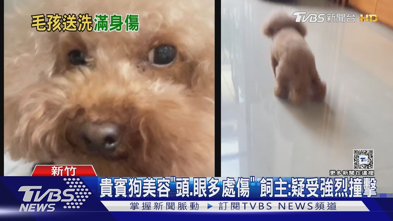 貴賓狗美容「頭、眼多處傷」　飼主：疑受強烈撞擊