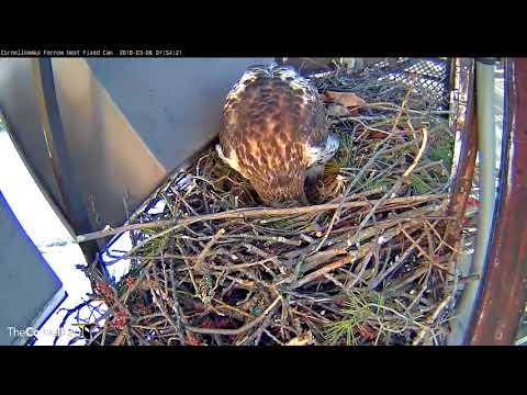 Male Red-tail Brings In Vole And Works On Nest Bowl – March 6, 2018