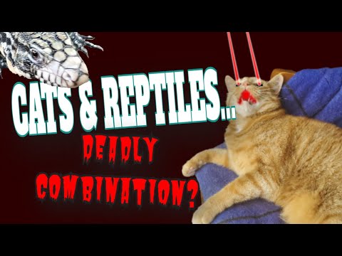 Cats & Reptiles Are They Safe Together?