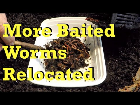 Baiting worms from 50-day old finished compost continues - vermicomposting