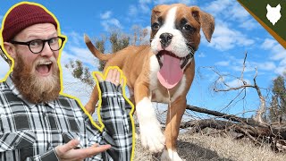 What To Do With A NEW BOXER PUPPY?!