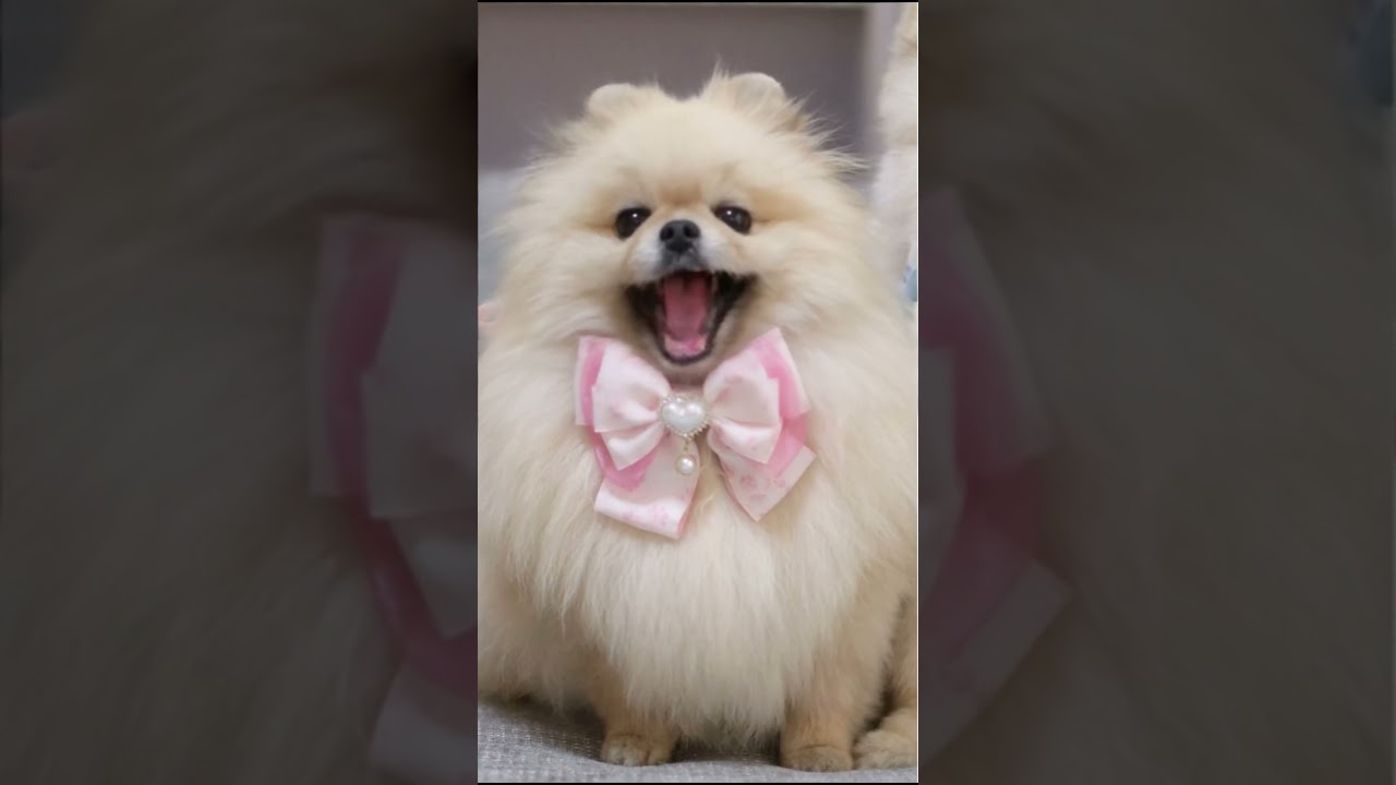 親子でAPTを歌ってみたら！？ #pomeranian #おすすめの曲 #apt