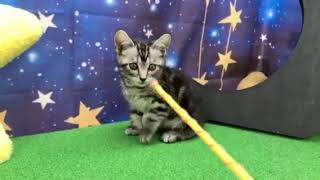 アメリカンショートヘアの動画01