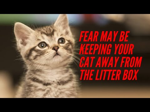 Fear May Be Keeping Your Cat Away from the Litter Box
