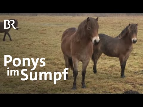Ponys und Rinder in sumpfiger Moor-Landschaft halten | Zwischen Spessart und Karwendel | BR