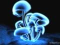 Dirtball-Mushroom Cloud 