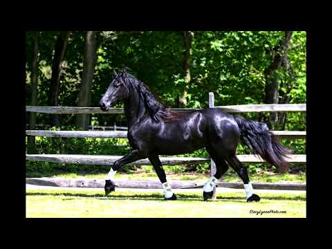 Tabitha ISF at Iron Spring Farm, August 2017 - SOLD