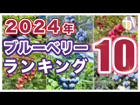 ブルーベリー、ブルーベリー