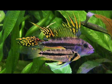 My Top 5 Black Water Fish-For Color, Behavior & Ease of Care (Species Groups) More than Just Discus!
