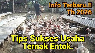 Download lagu Simple Ways to Succeed in Muscovy Duck Farming. mp3