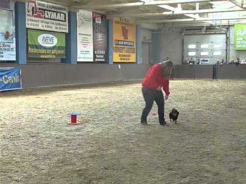 20150501 Doggydance hondendag Ranst - demo 3 shauni en nino