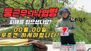 [감 이야기] 양재갑 Chapter6 둥시 수확량이 30% 증가했다고?? 둥근무늬낙엽병만 피해도 고수확 보장…