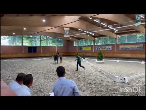 Cheval à vendre - Magnifique Pouliche Escaneno x Soliman de Hus  - equirodi.be