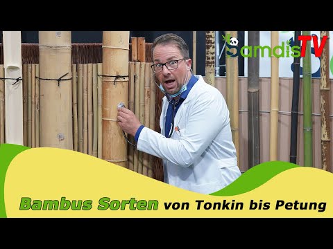Bambusarten - das musst du wissen! 💡🤓