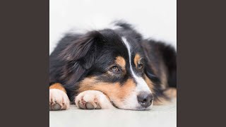 Awesome Doggy Surprises