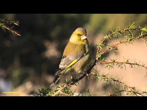 VERDERÓN COMÚN | GREENFINCH | Carduelis c