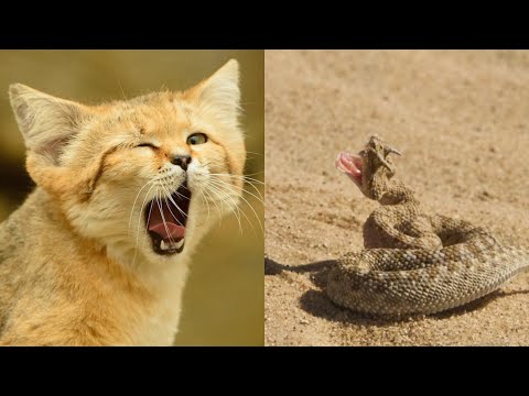 БАРХАННЫЙ КОТ - ликвидатор змей / SAND CAT : The snake liquidator