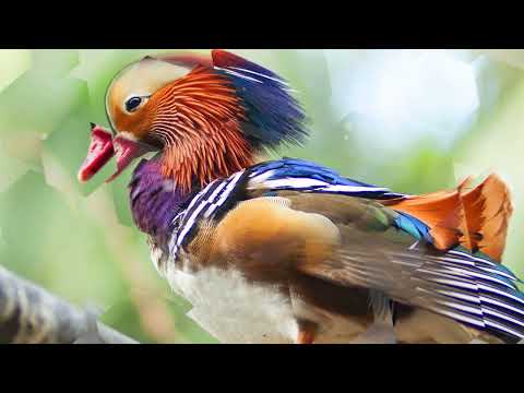 ColorBlast Design (EN)