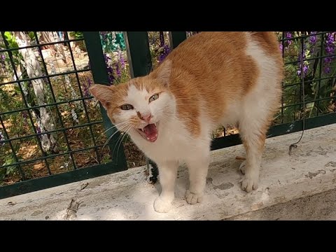 Talkative cat is talking to me with her cutest meow