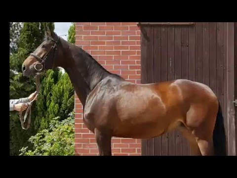 Stute 2012 Franziskus x Fürst Heinrich *sold*