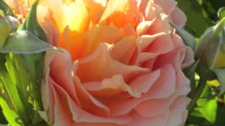 Sara K - All Your Love (Turned to Passion)