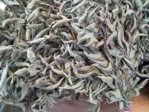 Граб Сердцелистный Маньчжурский приморский 