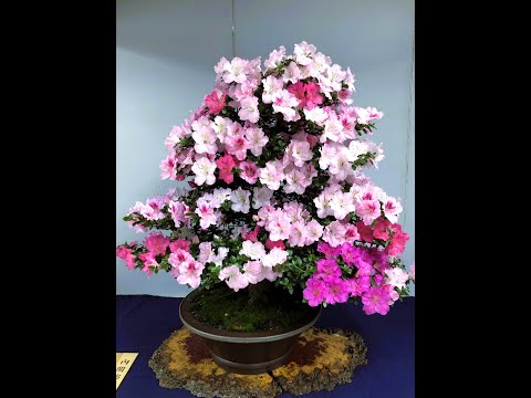 ❷ Satsuki Azalea Bonsai Exhibition 2025 Ueno Green Club #bonsailovers #suportedeplantas #bonsajapan