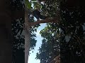 Manusia Kera Masuk Desa