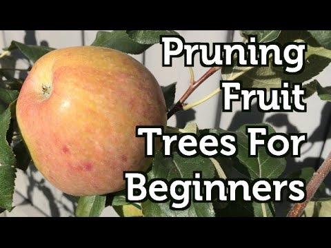 Fall Pruning Fruit Trees for Beginners - YouTube