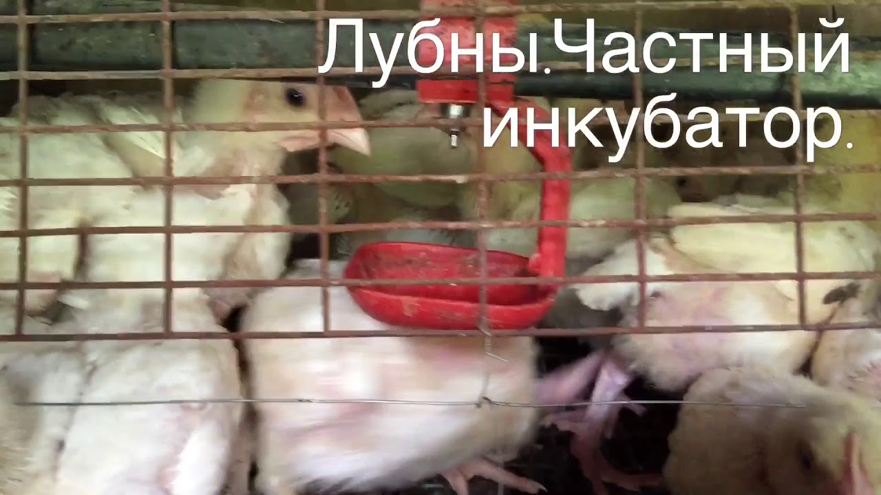 Цыплята бройлера 