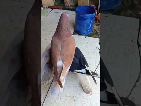 #2025#lapakmerpati#kiosmerpati#kiosburungtermurah#merpati#pecintamerpati#hargamerpati#merpatikolong