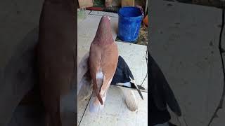 Download lagu #2025#lapakmerpati#kiosmerpati#kiosburungtermurah#merpati#pecintamerpati#hargamerpati#merpatikolong mp3