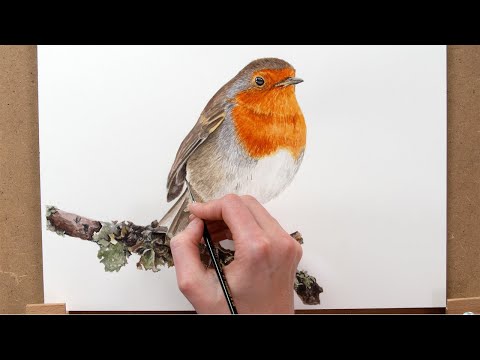 How to paint a realistic robin step by step (a FULL length free class)