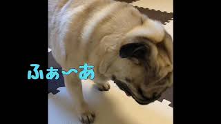 【パグ】はむぞう日記＃18【裸ん坊】