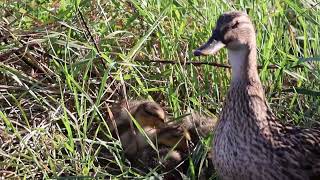 Wild duck mom and chicks napping.カモの雛たちのかわいい昼寝, Eend mom en kuikens