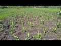herbicide application in maize farm, Lambwe. Governor 580
