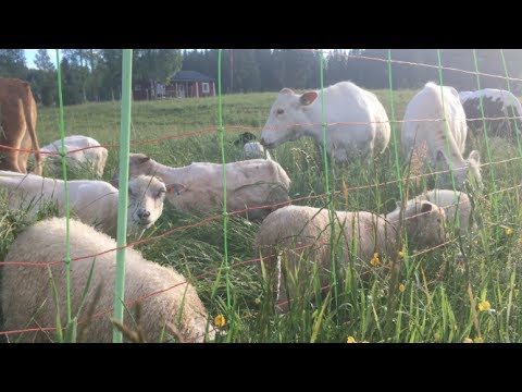 S4 ● E63 Open Day whilst interns play