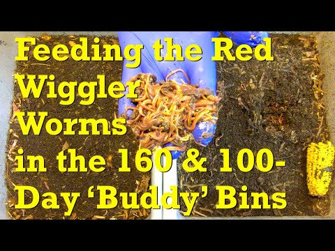 Recently "buddied-up" red wiggler worm bins at 160 & 100 days of age - vermicompost