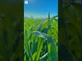 Desi Boy Attitude Status Lave Song WhatsApp Status Good Morning Kisan Farm Kheti Morning Farmers